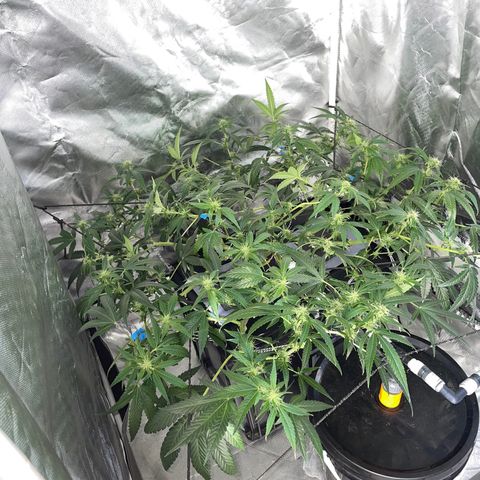 Auto Citrus Skunk growlog timeline photo