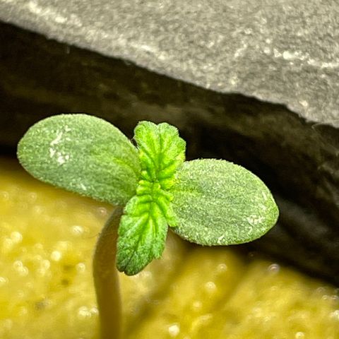 Royal Dwarf growlog timeline photo