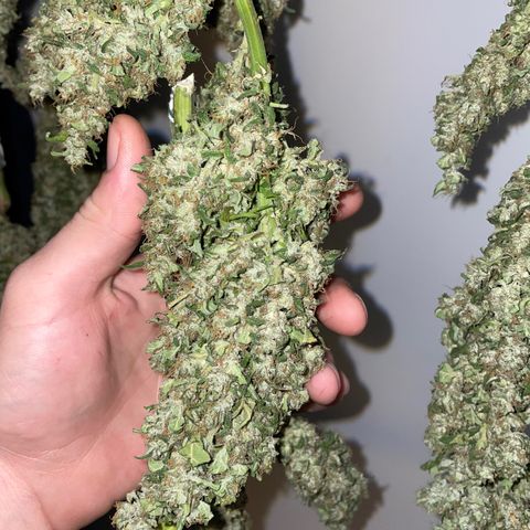 Mohan Poison #1 growlog timeline photo