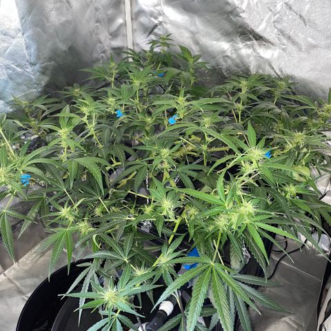 Auto Citrus Skunk growlog timeline photo