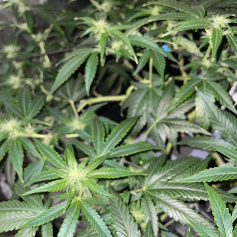 Auto Citrus Skunk growlog timeline photo