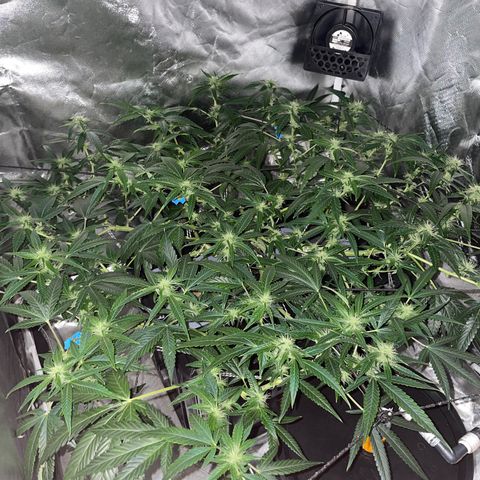 Auto Citrus Skunk growlog timeline photo