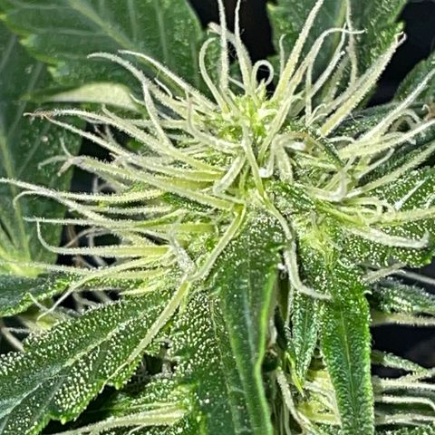 Auto Citrus Skunk growlog timeline photo