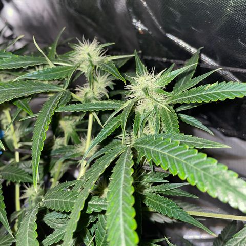 Auto Citrus Skunk growlog timeline photo