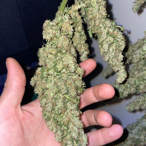 Mohan Poison #2 growlog timeline photo