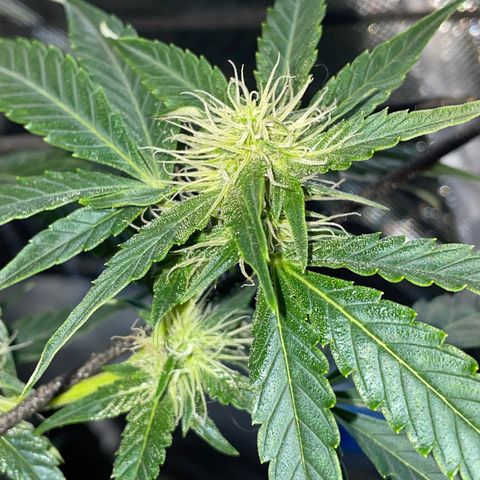 Auto Citrus Skunk growlog timeline photo