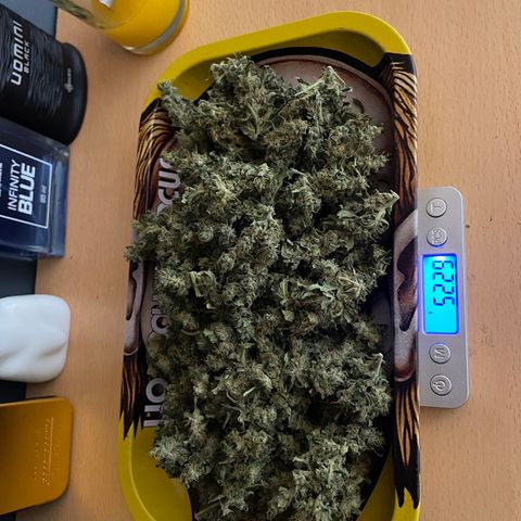 Mohan Poison #1 growlog timeline photo