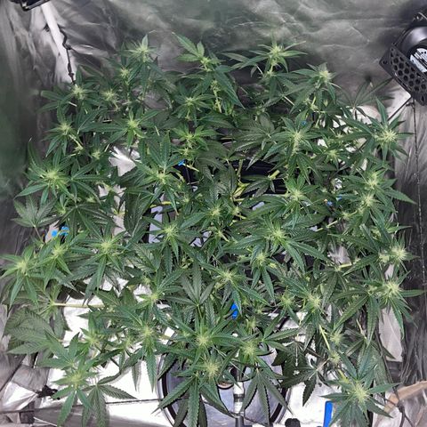 Auto Citrus Skunk growlog timeline photo