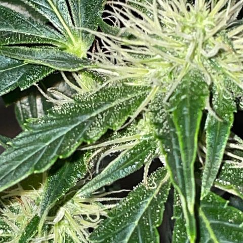 Auto Citrus Skunk growlog timeline photo