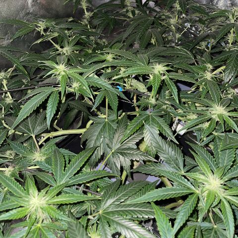 Auto Citrus Skunk growlog timeline photo