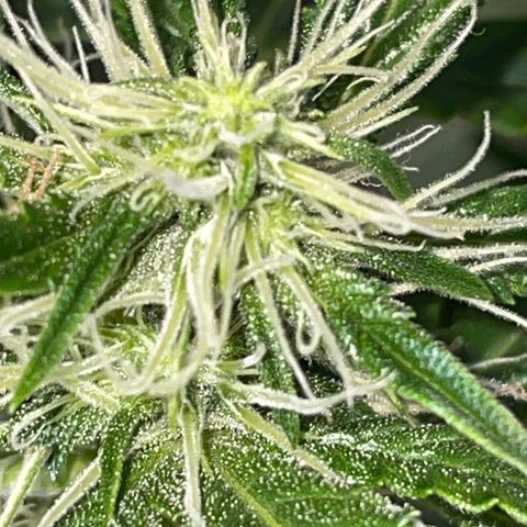 Auto Citrus Skunk growlog timeline photo