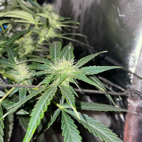 Auto Citrus Skunk growlog timeline photo
