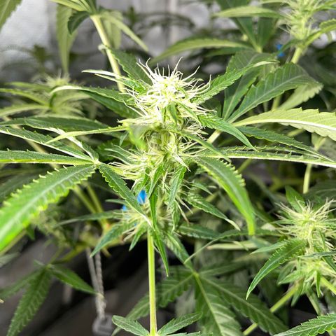 Auto Citrus Skunk growlog timeline photo