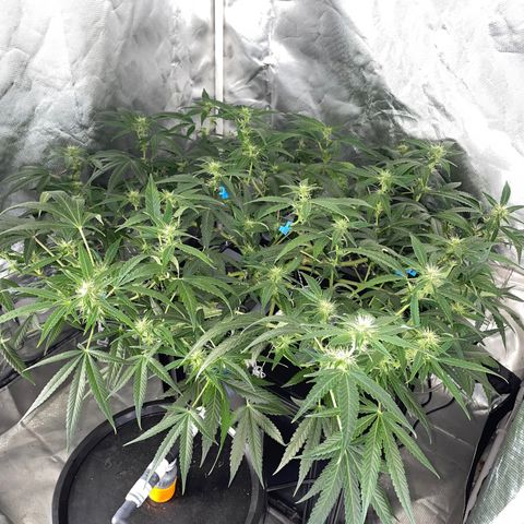 Auto Citrus Skunk growlog timeline photo