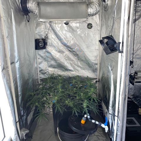 Auto Citrus Skunk growlog timeline photo