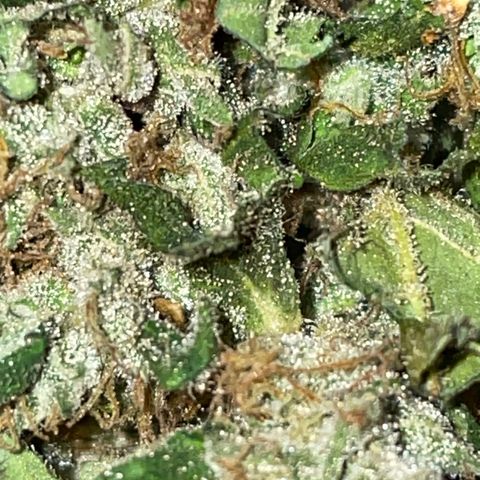 Mohan Poison #1 growlog timeline photo