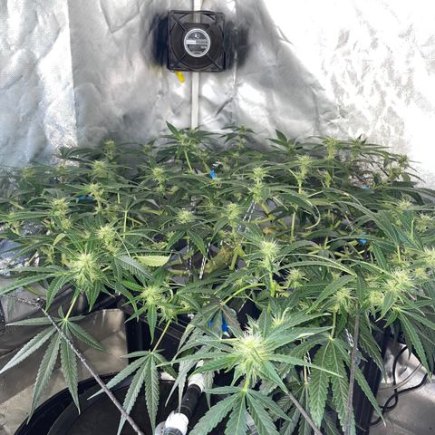 Auto Citrus Skunk growlog timeline photo