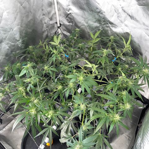 Auto Citrus Skunk growlog timeline photo