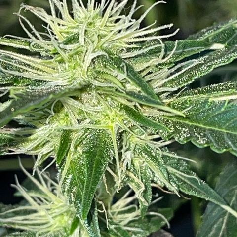 Auto Citrus Skunk growlog timeline photo