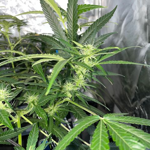 Auto Citrus Skunk growlog timeline photo