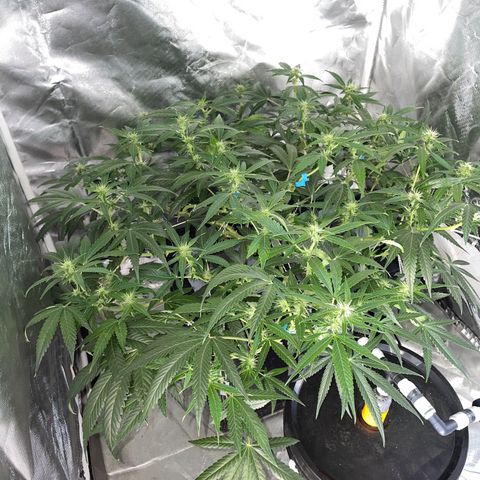 Auto Citrus Skunk growlog timeline photo