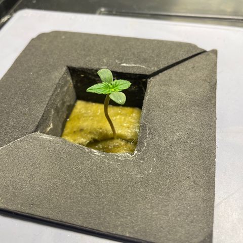 Royal Dwarf growlog timeline photo