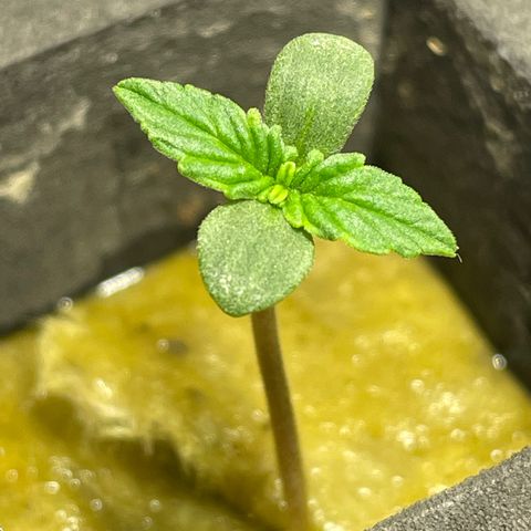Royal Dwarf growlog timeline photo