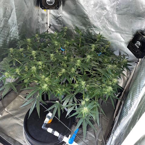 Auto Citrus Skunk growlog timeline photo