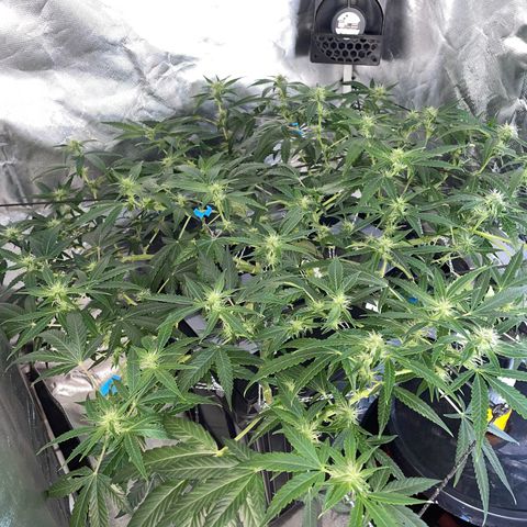 Auto Citrus Skunk growlog timeline photo