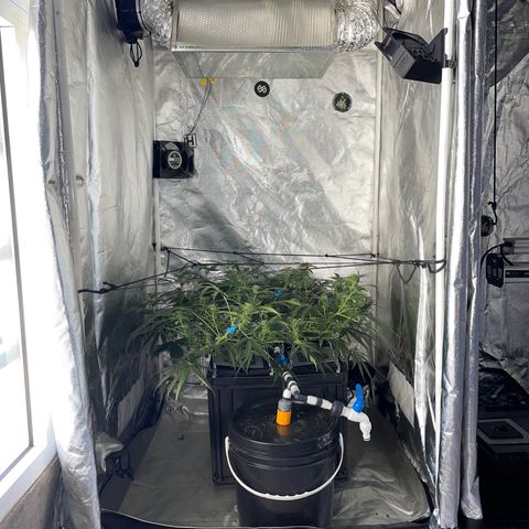 Auto Citrus Skunk growlog timeline photo