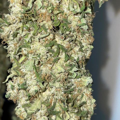 Mohan Poison #1 growlog timeline photo
