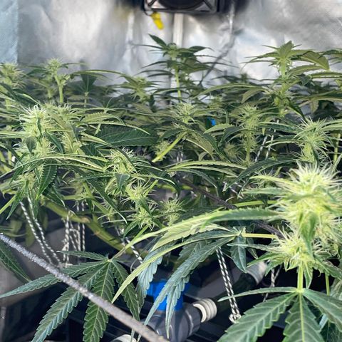 Auto Citrus Skunk growlog timeline photo