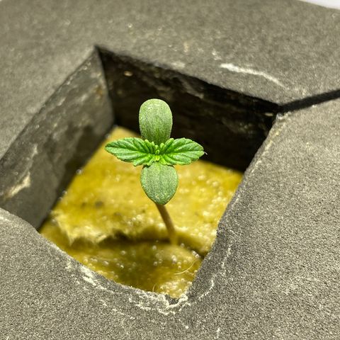 Royal Dwarf growlog timeline photo