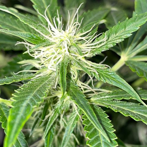 Auto Citrus Skunk growlog timeline photo