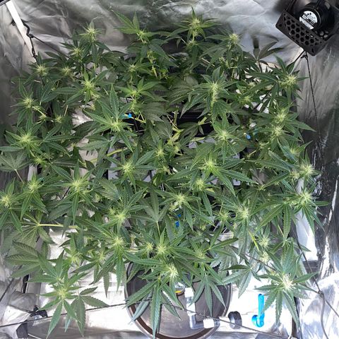 Auto Citrus Skunk growlog timeline photo