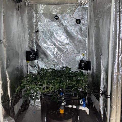 Auto Citrus Skunk growlog timeline photo