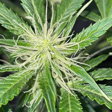 Auto Citrus Skunk growlog timeline photo