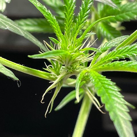 Auto Citrus Skunk growlog timeline photo