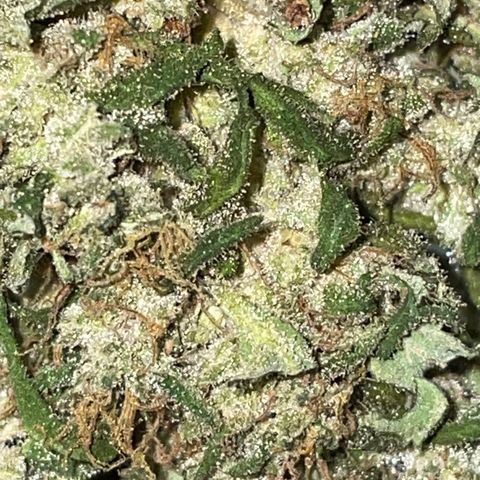 Mohan Poison #1 growlog timeline photo