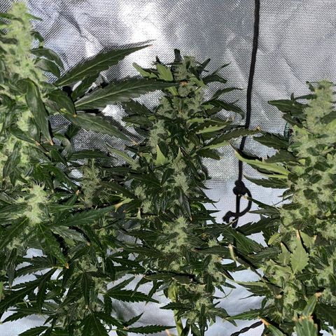 Mohan Poison #1 growlog timeline photo