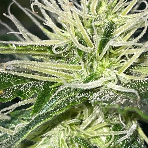 Auto Citrus Skunk growlog timeline photo