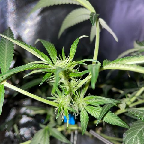 Auto Citrus Skunk growlog timeline photo