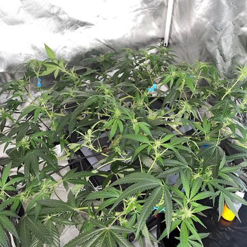 Auto Citrus Skunk growlog timeline photo