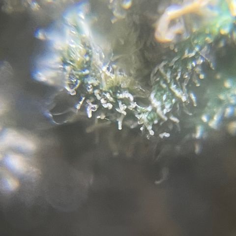 Mohan Poison #1 growlog timeline photo