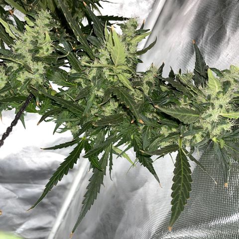 Mohan Poison #1 growlog timeline photo