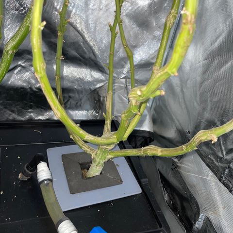 Mohan Poison #1 growlog timeline photo