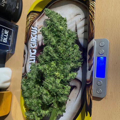 Mohan Poison #1 growlog timeline photo
