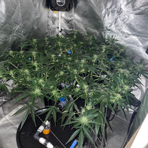 Auto Citrus Skunk growlog timeline photo