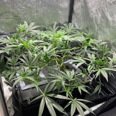 Auto Citrus Skunk growlog timeline photo
