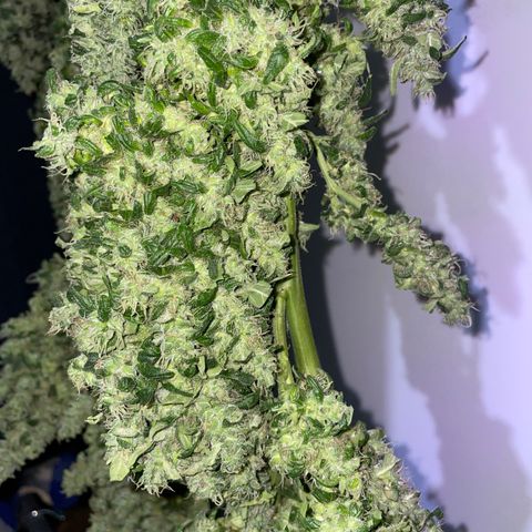 Mohan Poison #1 growlog timeline photo